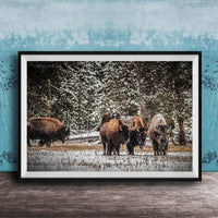 A group of bison standing in a snowy field, surrounded by trees and a blue wall.