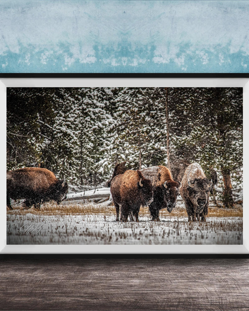 A group of bison standing in a snowy field, surrounded by trees and a blue wall.