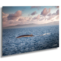 A large whale glides gracefully through the deep blue ocean, its sleek form cutting through the water as it moves towards the right side of the frame. The sky above is a beautiful canvas of pink and orange hues, with wispy clouds adding depth and texture to the scene. The image is a captivating snapshot of nature's grandeur, showcasing the majestic beauty of the whale and the vast expanse of the ocean.