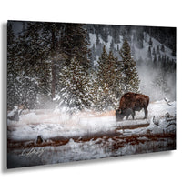 A large brown bison grazing in a snowy forest, with snow-covered trees and a misty, atmospheric background.
