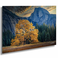 A large tree with vibrant yellow leaves stands in a field, with a majestic mountain range in the background under a dramatic sky.
