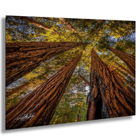 a dense forest with towering redwood trees reaching up towards the sky, creating a sense of depth and scale.