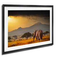 A majestic elephant stands in a field of golden grass, with a dramatic mountain range in the background under a vibrant sunset sky.