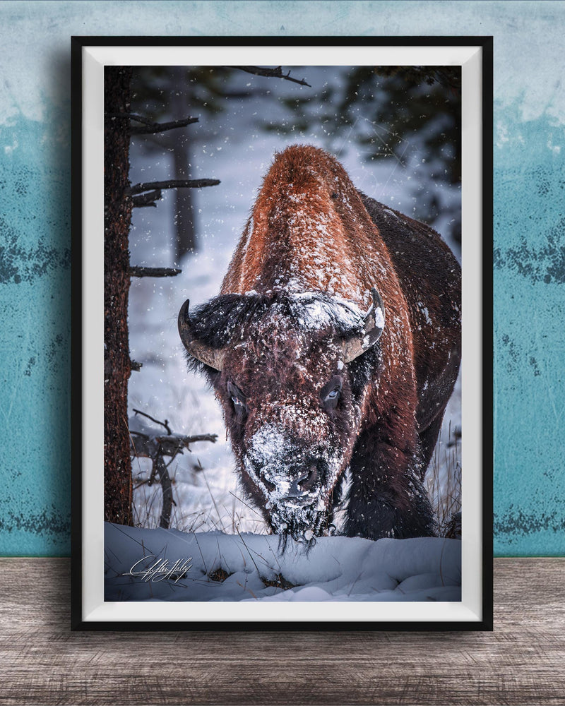 A large brown bison with a snowy head and horns stands in a snowy forest, surrounded by snow-covered trees and a blue wall.