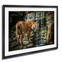 A tiger standing on a rock near a waterfall, with its mouth open and appearing to be growling.