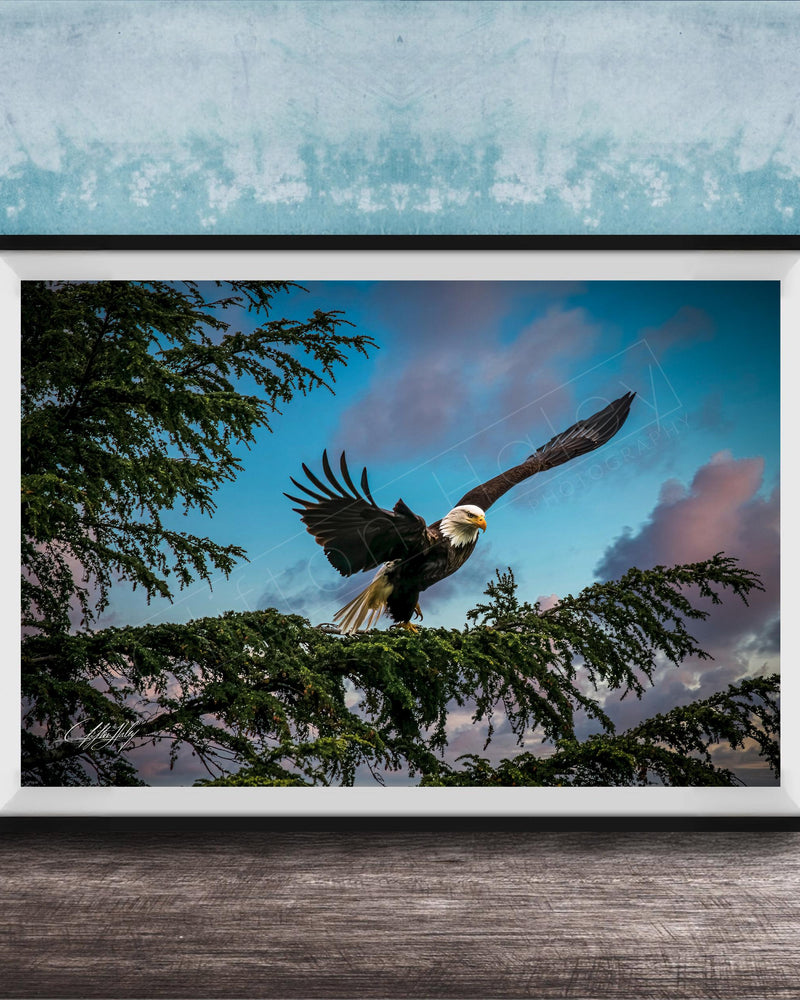 A framed photograph of a bald eagle in flight, with its wings spread wide, against a backdrop of a blue sky with clouds.