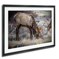 A deer grazing in a field with tall grass and shrubs.