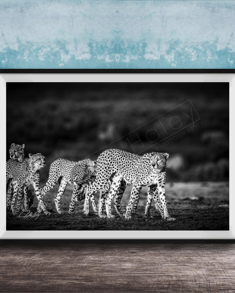 A group of cheetahs walking together in a natural setting, captured in a black and white photograph.