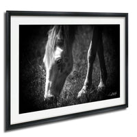 A black and white photograph of a horse grazing in a field.