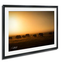 A group of elephants grazing in a field during a sunset.