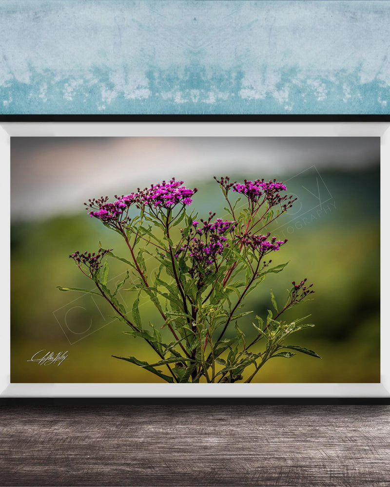 A framed photograph of a cluster of purple flowers against a blurred green background.