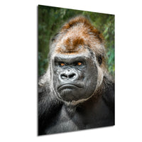 gorilla photography, silverback wall art, uganda jungle print, wildlife fine art, african nature decor, primate photo art, rainforest wall decor, safari home artwork, jungle wildlife print, gorilla portrait art, bwindi forest photo, african wilderness decor, nature lover gift, travel wall art, exotic wildlife image