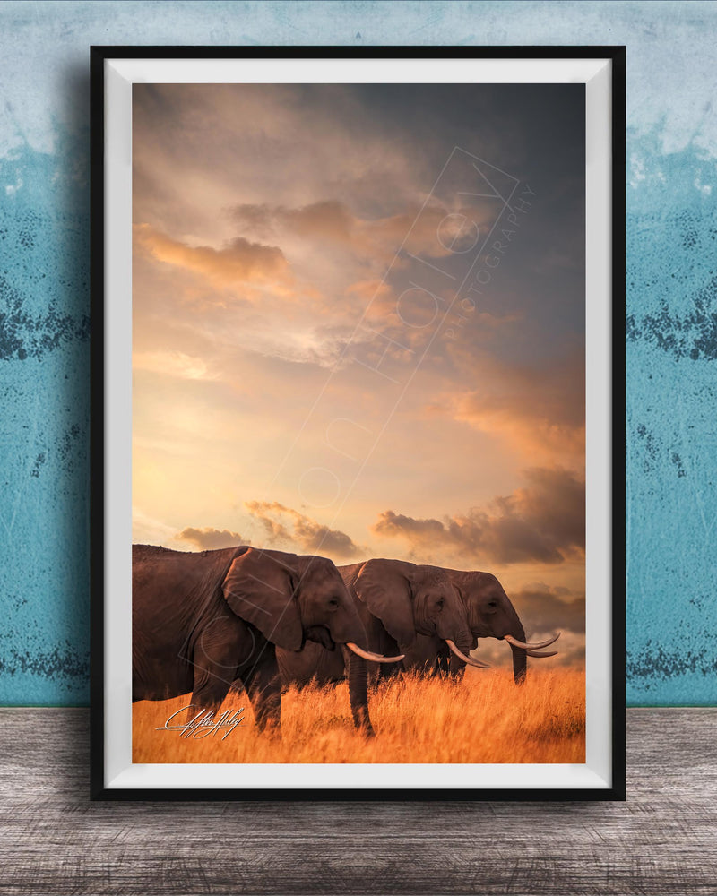 A framed photograph of two elephants walking through a field of tall grass, with a dramatic sky in the background.