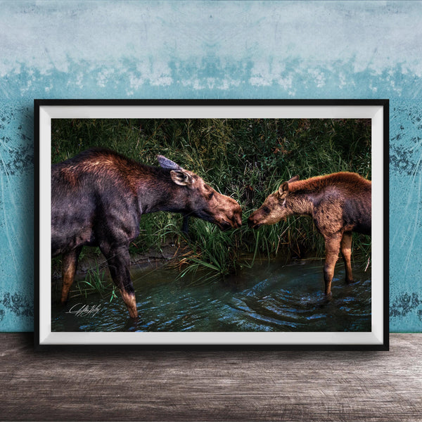 A framed photograph of two moose standing in a body of water, with one moose appearing to be feeding the other.