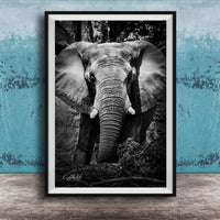 A black and white photograph of an elephant standing in front of a tree, with its large ears and trunk prominently featured.