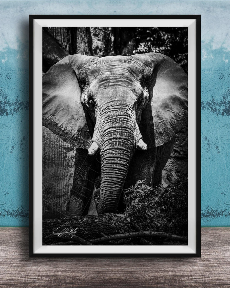 A black and white photograph of an elephant standing in front of a tree, with its large ears and trunk prominently featured.
