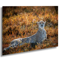 Maasai Mara safari, cheetah photography, wildlife photography, Kenya travel, big cat photos, African safari, endangered species, nature photography, Maasai culture, savanna landscapes, best safari parks, cheetah conservation, African wildlife