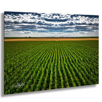 A vast, lush green field stretches out under a cloudy sky, with rows of crops neatly arranged in the distance.