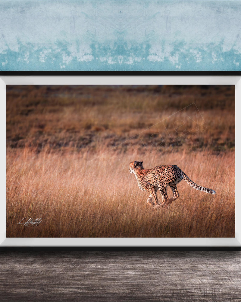 A cheetah is captured in mid-stride, running through a field of tall grass.