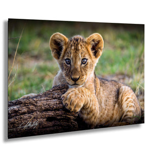 A young lion cub resting on a log in a grassy field.
