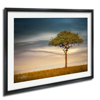 A lone tree stands in a field of golden grass, with a cloudy sky in the background.