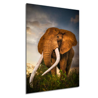 A large elephant with long white tusks stands in a grassy field against a cloudy sky.