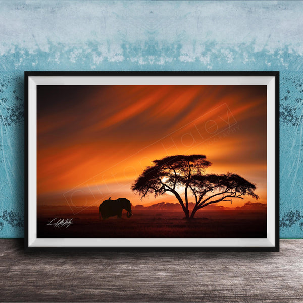 A framed photograph depicting a lone elephant standing in front of a large tree silhouetted against a vibrant orange and red sunset sky.