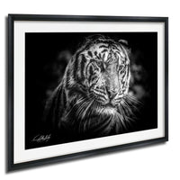 A black and white photograph of a tiger's face, with its intense gaze and striking features prominently displayed.