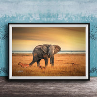 A framed photograph depicting an elephant standing in a grassy field with lions in the background, against a backdrop of a sunset sky.