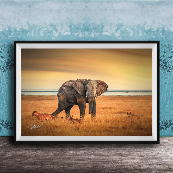A framed photograph depicting an elephant standing in a grassy field with lions in the background, against a backdrop of a sunset sky.