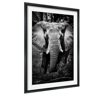 A black and white photograph of an elephant standing in a natural setting, with its large ears and trunk prominently featured.