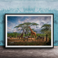A framed photograph depicting a group of zebras and giraffes in a natural setting, with a tree in the foreground and a cloudy sky in the background.