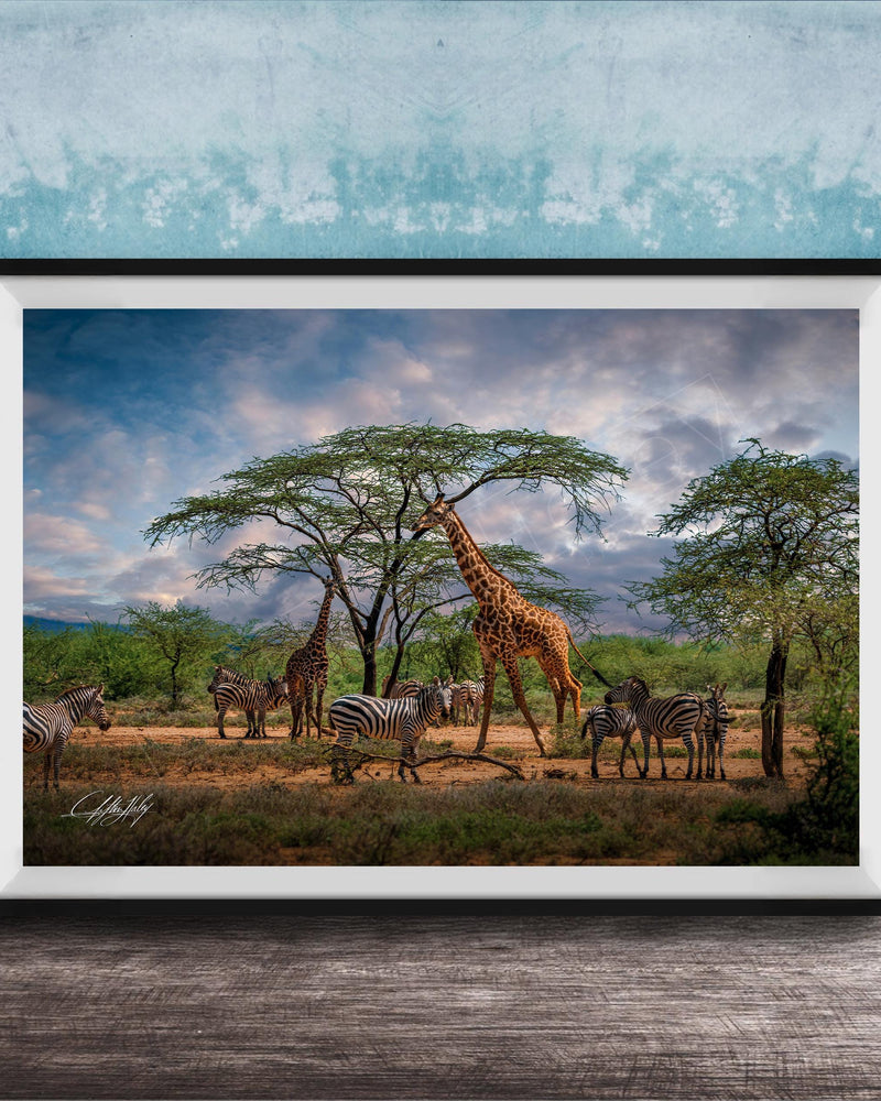 A framed photograph depicting a group of zebras and giraffes in a natural setting, with a tree in the foreground and a cloudy sky in the background.