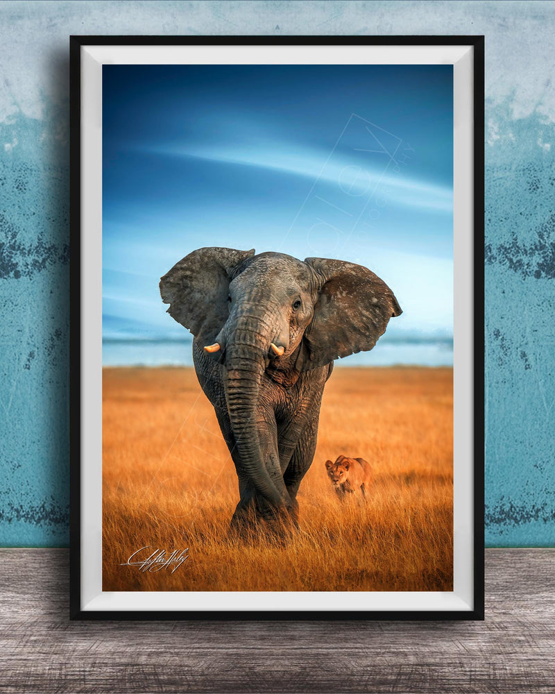 A majestic elephant stands in a golden field, its large ears flapping gently in the breeze, with a lion standing nearby.