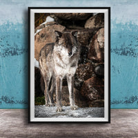 A gray wolf stands on a rock in a natural setting, with a blue wall in the background.