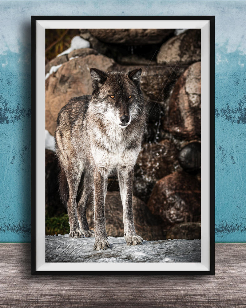 A gray wolf stands on a rock in a natural setting, with a blue wall in the background.
