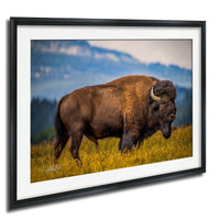 A large brown buffalo with curved horns is walking through a field of tall grass, with a mountainous landscape in the background.