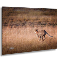 cheetah running, Amboseli National Park, wildlife safari, African sunrise, nature photography, Maasai culture, big cats, predator speed, Kenya wilderness, safari adventure