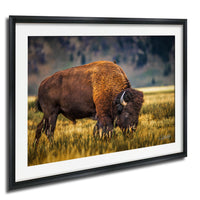 A large brown buffalo grazing in a grassy field.