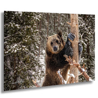 A brown bear clings to a tree trunk in a snowy forest, its fur dusted with snow.