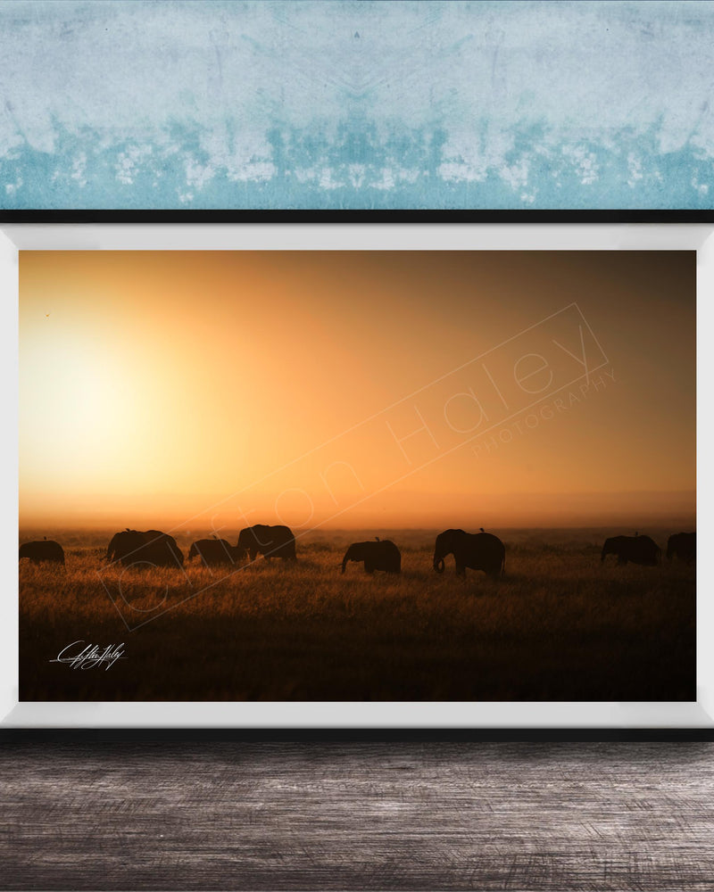 A framed photograph depicting a herd of elephants grazing in a field during a sunset.