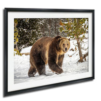 A large brown bear walking through a snowy forest.