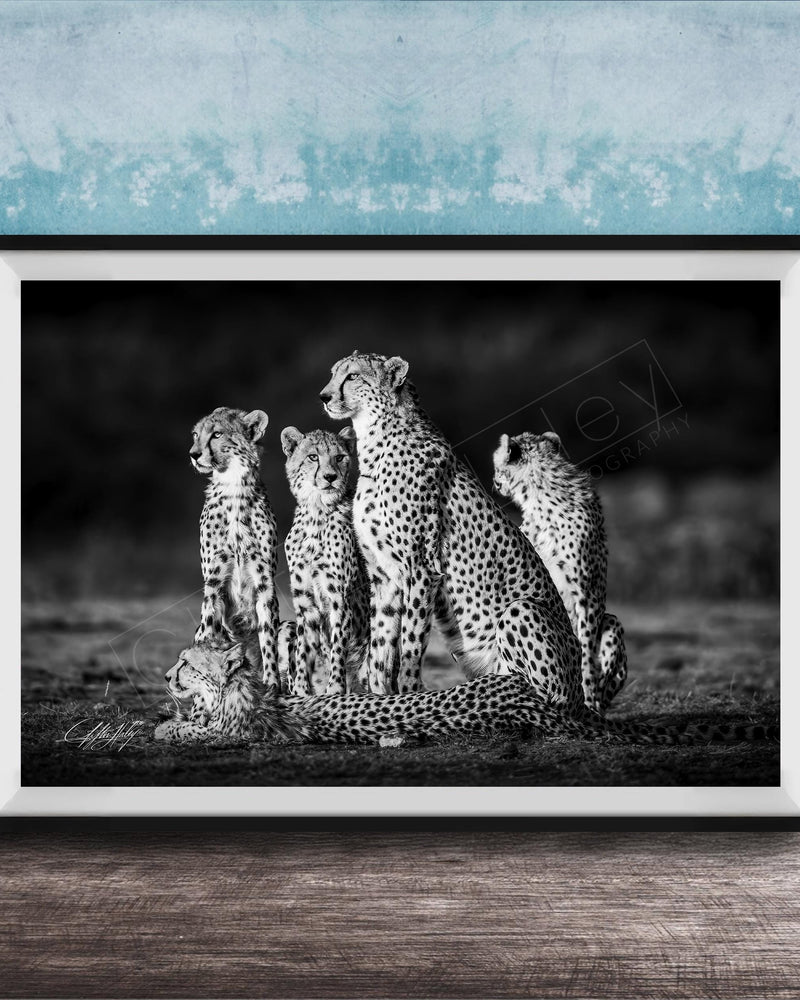 A group of five cheetahs, including two adult ones and three younger ones, standing together in a natural setting.