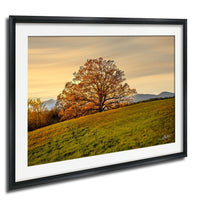 a large, leafy tree with vibrant orange leaves standing on a grassy hill, with mountains visible in the distance.