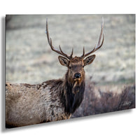 A majestic elk stands in a field, its large antlers reaching towards the sky.