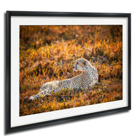 A cheetah resting in a field of tall grass, with warm orange and yellow hues in the background.