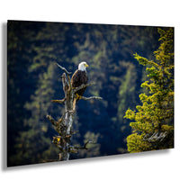 A majestic bald eagle perches on a tree branch, its gaze directed towards the distance.