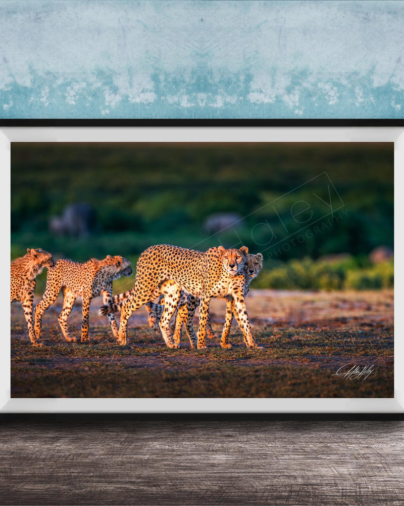 A framed photograph of three cheetahs walking across a grassy field, with a blue wall in the background.