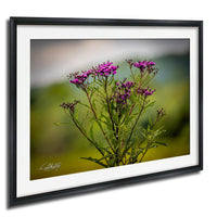 A framed photograph of a cluster of purple flowers in a natural setting.