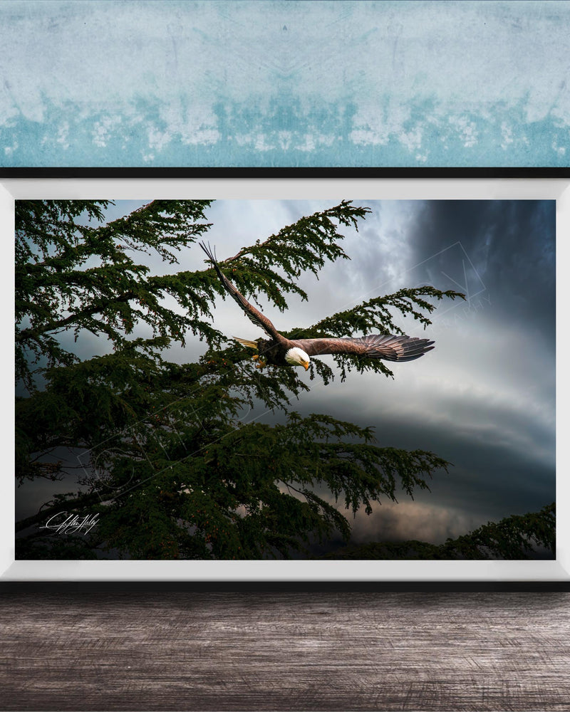 A framed photograph of a bald eagle soaring through a cloudy sky, with the eagle's wings spread wide as it flies over a tree.